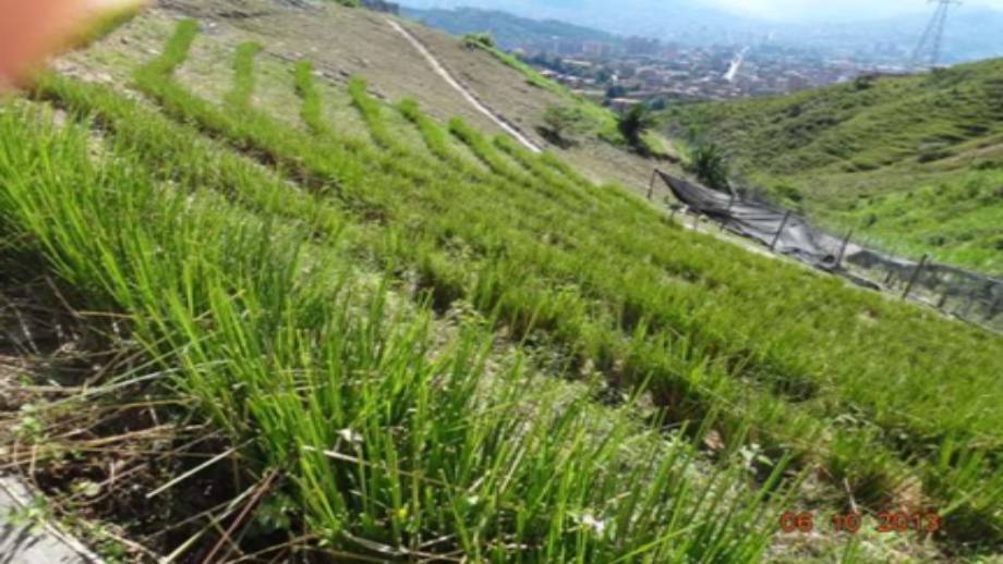 पहिरो रोकथाम गर्न ‘बायो इञ्जिनियरिङ’ प्रविधि