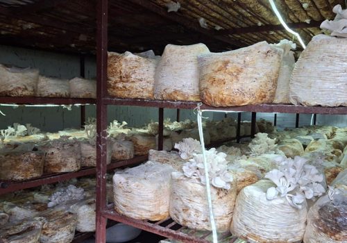 कम्प्युटर इञ्जीनीयरिङ गरेका युवाको च्याउखेती